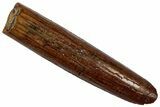 Fossil Sauropod Dinosaur (Rebbachisaurus) Tooth - Morocco #332468-1